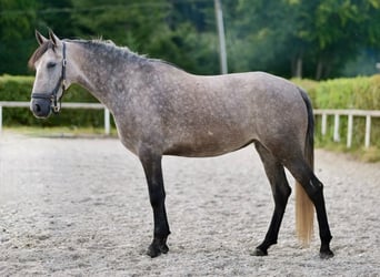 Andalusier, Stute, 4 Jahre, 15,1 hh, Blauschimmel