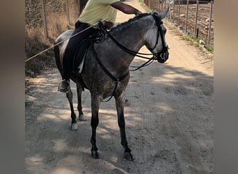 Andalusian, Mare, 4 years, 15.1 hh, Gray