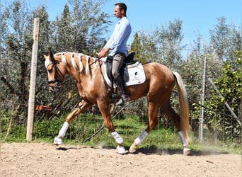 Andalusian, Mare, 4 years, 15.1 hh, Palomino