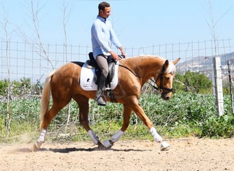 Andalusian, Mare, 4 years, 15.1 hh, Palomino