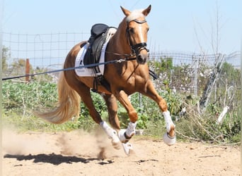 Andalusian, Mare, 4 years, 15.1 hh, Palomino