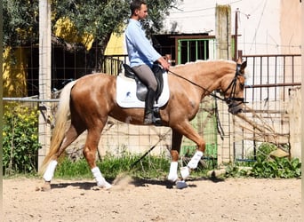 Andalusian, Mare, 4 years, 15.1 hh, Palomino