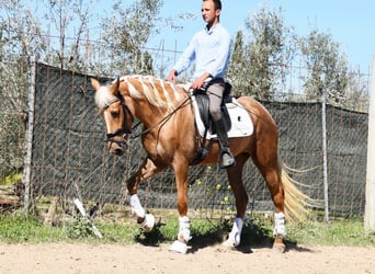 Andalusian, Mare, 4 years, 15.1 hh, Palomino