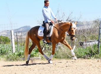Andalusian, Mare, 4 years, 15.1 hh, Palomino