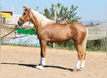 Andalusian, Mare, 4 years, 15.1 hh, Palomino