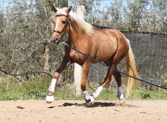Andalusian, Mare, 4 years, 15.1 hh, Palomino