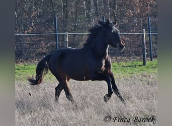 Andalusian, Mare, 4 years, 15.1 hh, Smoky-Black