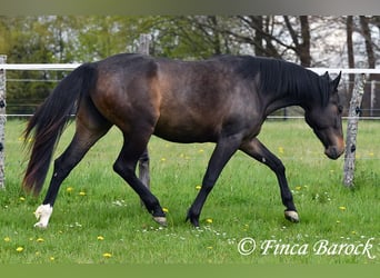 Andalusian, Mare, 4 years, 15.1 hh, Smoky-Black