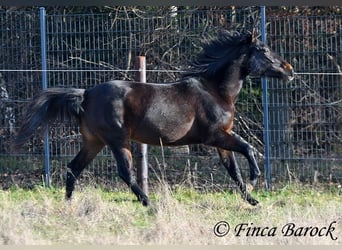 Andalusian, Mare, 4 years, 15.1 hh, Smoky-Black