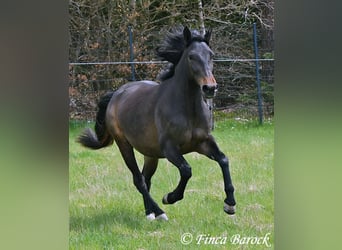Andalusian, Mare, 4 years, 15.1 hh, Smoky-Black