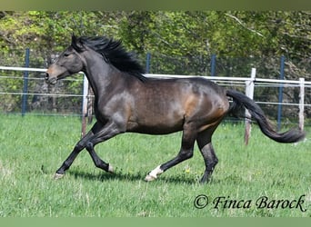 Andalusian, Mare, 4 years, 15.1 hh, Smoky-Black