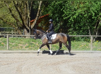 Andalusian, Mare, 4 years, 15.2 hh, Bay-Dark