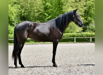 Andalusian, Mare, 4 years, 15.2 hh, Black