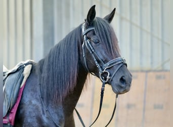 Andalusian, Mare, 4 years, 15.2 hh, Black