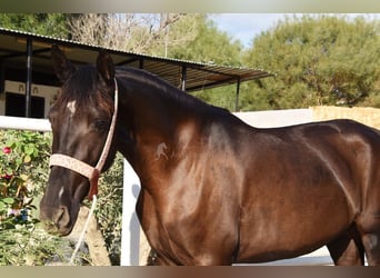 Andalusian, Mare, 4 years, 15.2 hh, Black