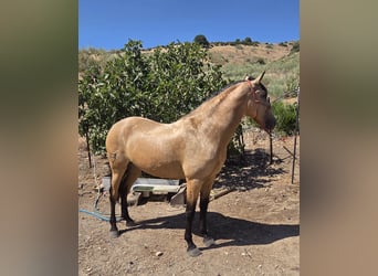 Andalusian, Mare, 4 years, 15.2 hh, Buckskin