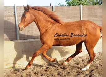Andalusian, Mare, 4 years, 15.2 hh, Chestnut-Red