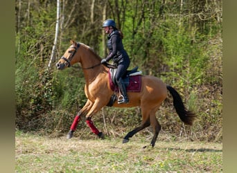 Andalusian, Mare, 4 years, 15.2 hh, Dun