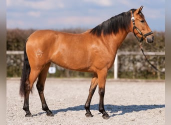 Andalusian, Mare, 4 years, 15.2 hh, Dun