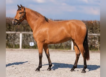Andalusian, Mare, 4 years, 15.2 hh, Dun