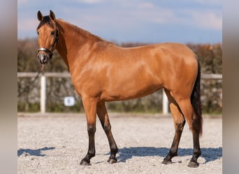 Andalusian, Mare, 4 years, 15.2 hh, Dun
