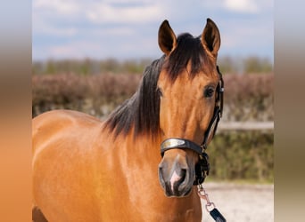 Andalusian, Mare, 4 years, 15.2 hh, Dun