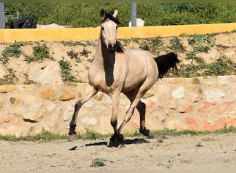 Andalusian, Mare, 4 years, 15.2 hh, Dun