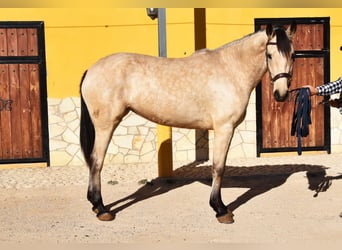 Andalusian, Mare, 4 years, 15.2 hh, Dun