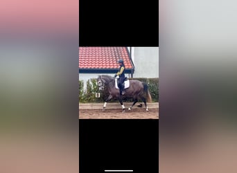 Andalusier, Stute, 4 Jahre, 15,2 hh, Schimmel