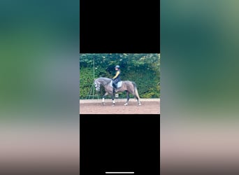 Andalusier, Stute, 4 Jahre, 15,2 hh, Schimmel