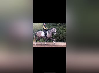 Andalusier, Stute, 4 Jahre, 15,2 hh, Schimmel