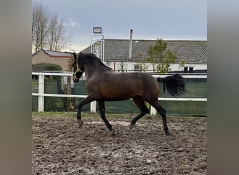 Andalusian, Mare, 4 years, 15 hh, Bay-Dark