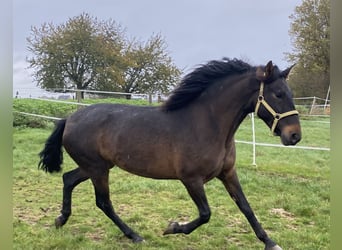 Andalusian, Mare, 4 years, 15 hh, Bay-Dark
