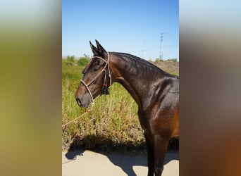 Andalusian, Mare, 4 years, 15 hh, Bay