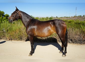 Andalusian, Mare, 4 years, 15 hh, Bay