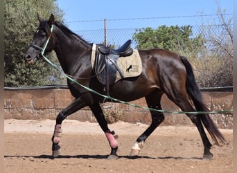 Andalusian, Mare, 4 years, 15 hh, Black