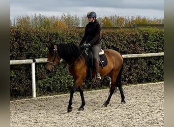 Andalusian, Mare, 4 years, 15 hh, Brown