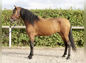 Andalusian, Mare, 4 years, 15 hh, Brown