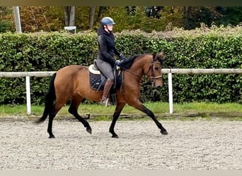 Andalusian, Mare, 4 years, 15 hh, Brown