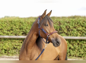 Andalusian, Mare, 4 years, 15 hh, Brown