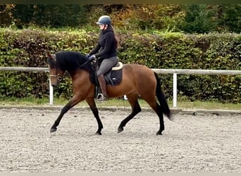 Andalusian, Mare, 4 years, 15 hh, Brown