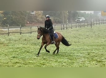 Andalusian, Mare, 4 years, 15 hh, Brown