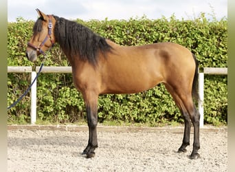 Andalusian, Mare, 4 years, 15 hh, Brown