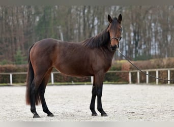 Andalusian, Mare, 4 years, 15 hh, Brown