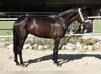 Andalusian, Mare, 4 years, 15,1 hh, Black