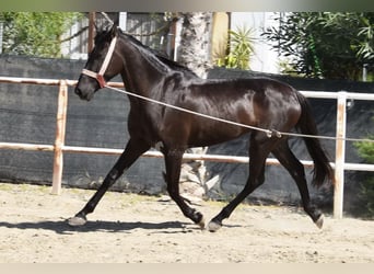 Andalusian, Mare, 4 years, 15,1 hh, Black