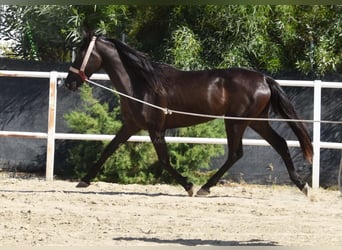 Andalusian, Mare, 4 years, 15,1 hh, Black