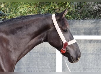 Andalusian, Mare, 4 years, 15,1 hh, Black