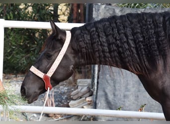 Andalusian, Mare, 4 years, 15,1 hh, Black