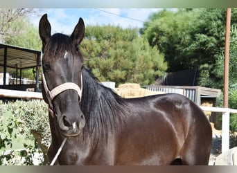 Andalusian, Mare, 4 years, 15,1 hh, Black